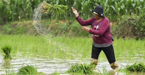 中国向实际种粮农民 发放65.8亿农资补贴