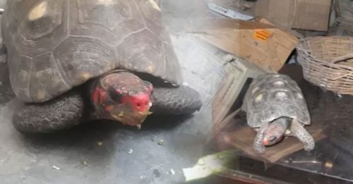 宠物龟“失踪30年”意外寻获 还活着