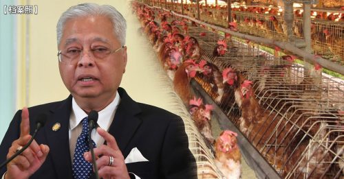 首相：不屑政府60仙补贴 大型养鸡场要浮动鸡价
