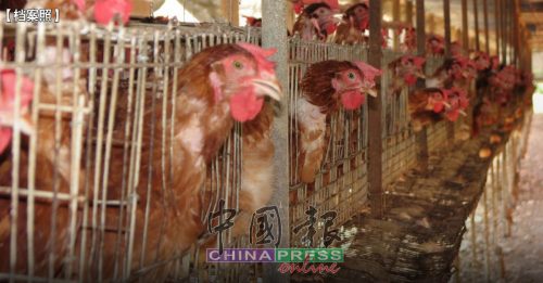 关养鸡场影响供应 业者被指使手段迫政府起价