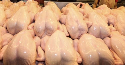 养鸡业者申请补贴 农业与食工部：正加快处理