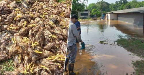 洪水袭养殖场  1.5万蛋鸡淹死