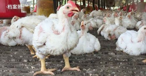 ◤肉鸡短缺◢ 农业部增派官员到各州 加速支付鸡农补贴