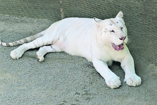 罕见的白虎，难得在虎园看到！