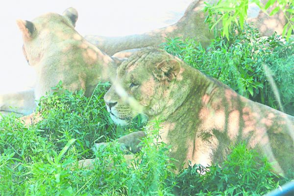 炎阳下两只母狮在草丛里纳凉。