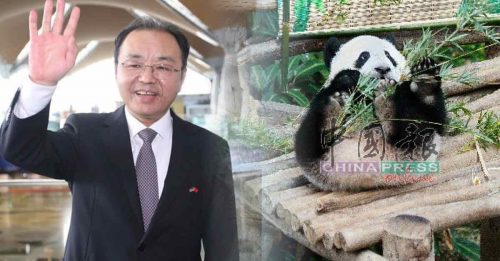 欧阳玉靖：仍处疫情时期 熊猫幼崽暂不运回中国