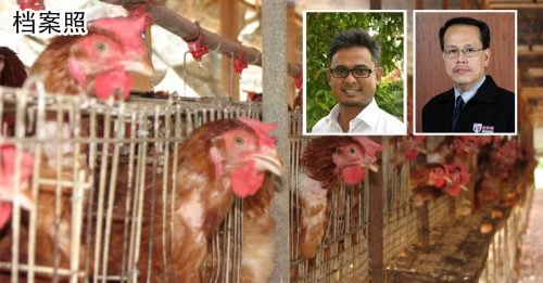 ◤肉鸡短缺◢ 专家：扩大封闭式养鸡场 作增产量长期措施
