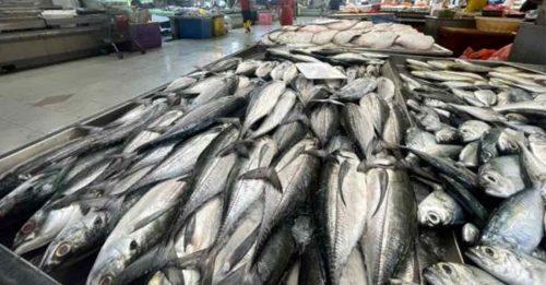 国内鱼获供应充足 渔业局促民不要抢购