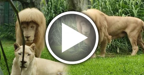 雄狮呆萌发型爆红 动物园：它自己打理的