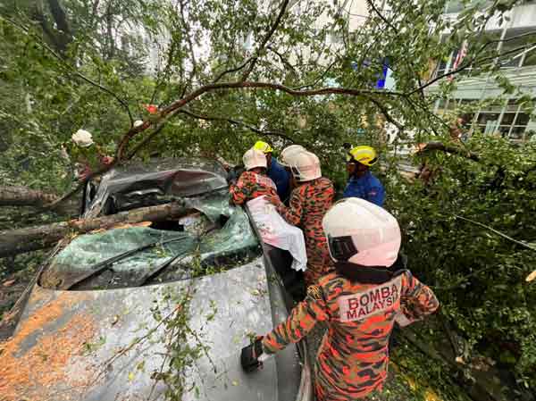 大倒塌的大树不但压毁车身，轿车的挡风玻璃也被树干击破。