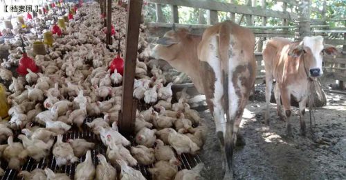 RISDA与FELCRA商讨 合作饲养肉鸡及牛只