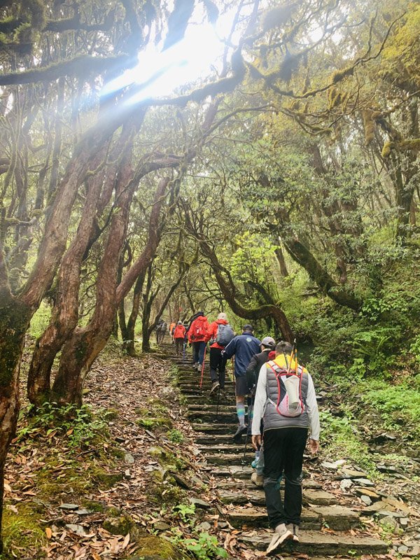 潘山健行环线：上斜坡下阶梯以外，“附赠”大片森林与大棵绿植，再加上四周雪山奇峰，景色宜人。