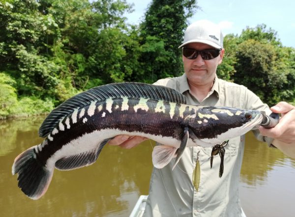 Bogdan在吉流水库钓获的第一尾多鳗亲鱼，约３公斤重。
