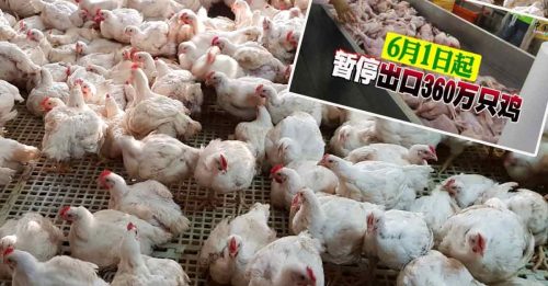 ◤肉鸡短缺◢ 大马禁止出口生鸡 新国与进口商合作减冲击