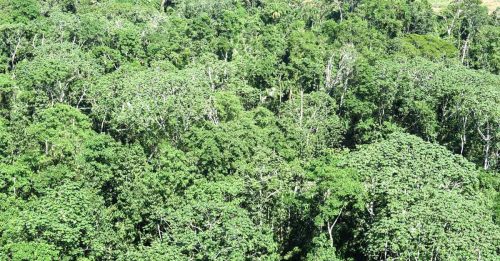 NGO揭露7森林地出售 总面积堪比布城
