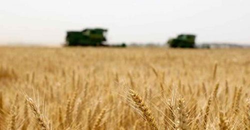 印度突禁小麦出口 加剧全球粮食危机