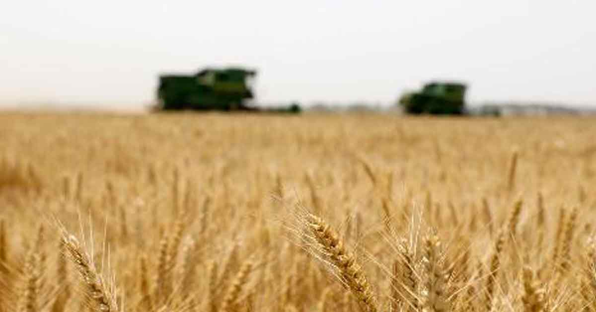 印度13日突然发布小麦出口禁令。（示意图）