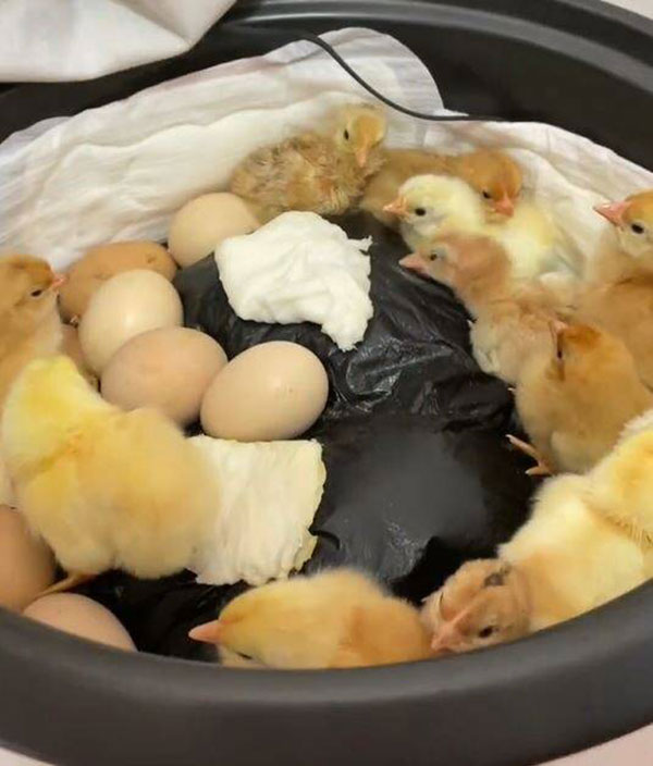 女子电锅孵蛋，开盖惊见一锅小鸡。