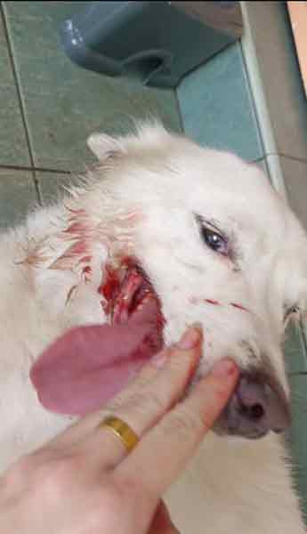 狗儿的嘴角处被打至流血。