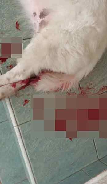 狗儿被打伤，而且满地都是狗血。