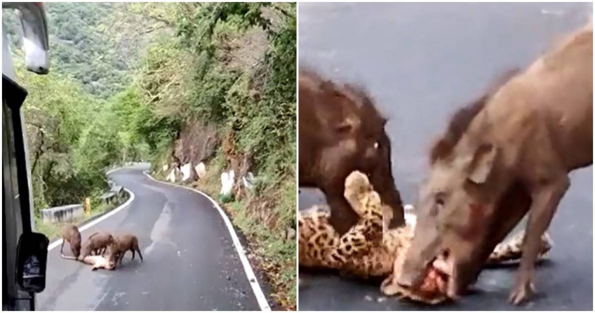 3只野猪在公路上啃咬花豹。
