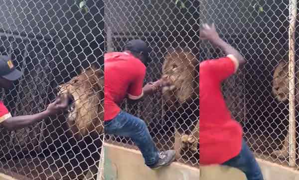 动物园管理员戏弄狮子惨被咬。