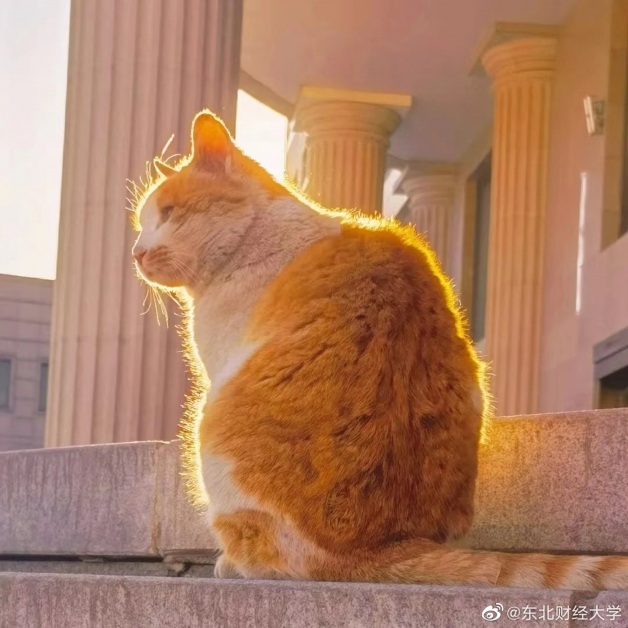 流浪猫大黄，东北财经大学爱在之远楼前晒太阳。