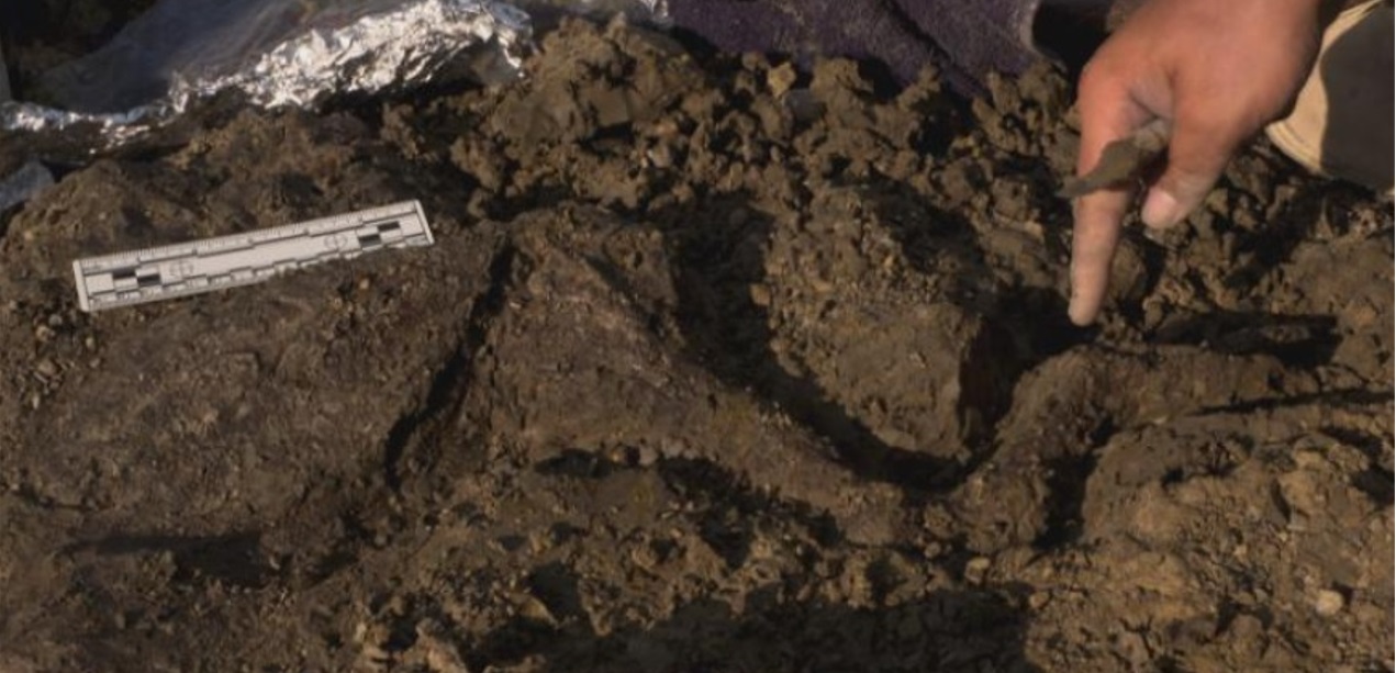 坦尼斯化石遗址此前出土的剑龙脚。剑龙是一种小型食草恐龙。