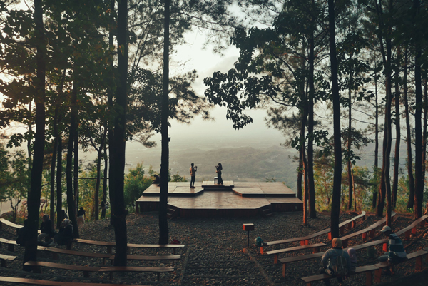 海拔380公尺的松树林凉爽清幽。