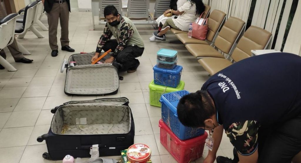 曼谷机场查获2名女性在行李箱里夹带共109只野生动物。