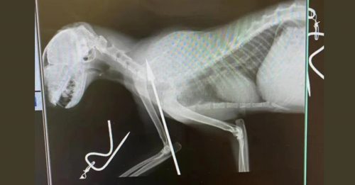 夏威夷美军疑虐猫 射箭 肢解 剖肚