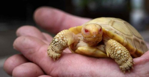 罕见白化症 龟宝宝首亮相