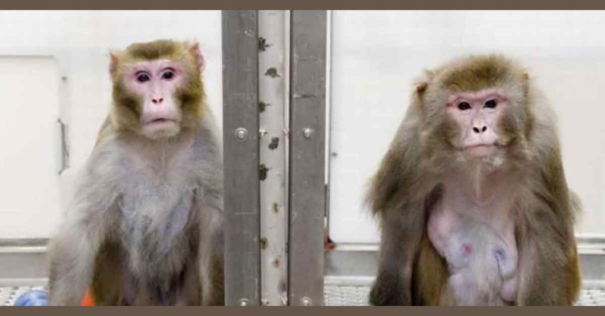 中国医药行业出现“猴荒”，医药研发企业正在大举收购实验猴。