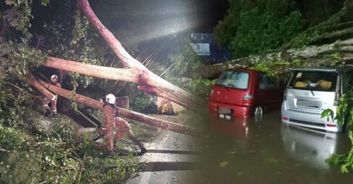 雪州一场暴风雨 多区树倒毁6车　