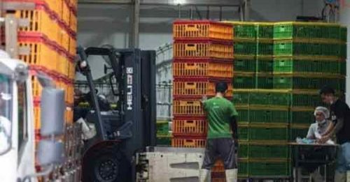 恢复出口甘榜鸡至新国 供应有限 售价涨50%