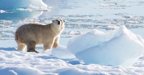 科学家格陵兰发现 新亚种小型北极熊