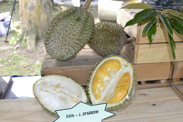 小麻雀, J.SPARROW D216, 日来, JERAI D217, 榴梿, durian