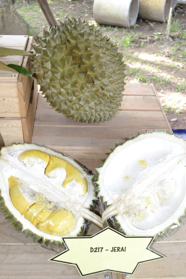 小麻雀, J.SPARROW D216, 日来, JERAI D217, 榴梿, durian