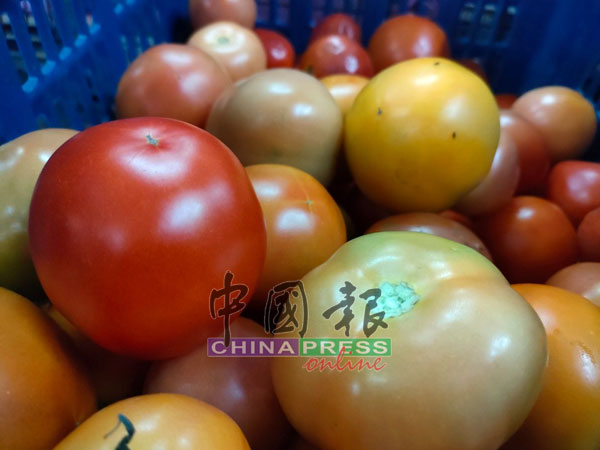 番茄, tomato, 辣椒, chili, 蔬菜涨价, vegetable price hike