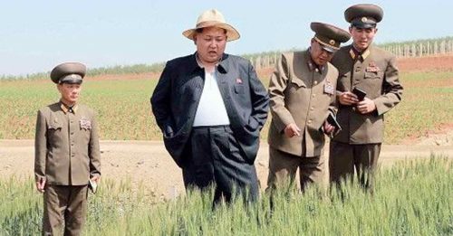 朝鲜官媒推吃草  度过粮食危机