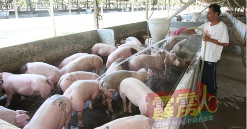 生豬價格漲了7次 豬商減產或入口冷凍肉