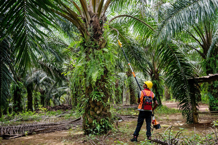 Crude Palm Oil, 原棕油