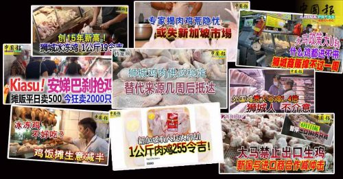 狮城鸡肉供应商好惨 本月损失高达7位数