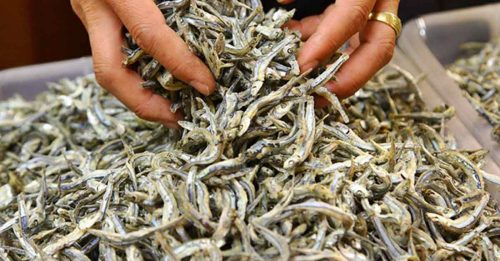 研究：亚洲7国江鱼仔 含微塑料