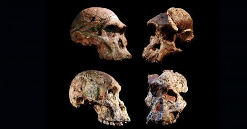人类祖先化石历史 或可推前100万年