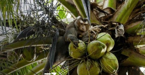 PETA指奴隶猴工摘椰 欧美掀抵制泰国椰子产品