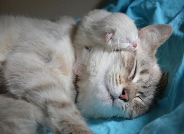 产后48小时，是母猫与幼猫之间建立亲密关系的关键时期，所以不要随便打搅。（图：pixabay）