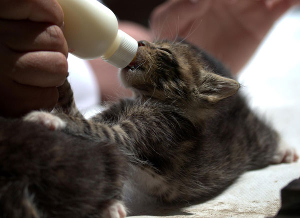 离开妈妈身边的小奶猫，需要人工用奶瓶给它喂奶。（图：pixabay）