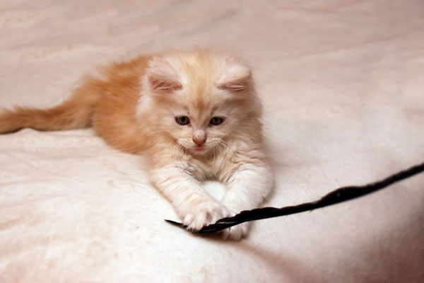 幼猫可能会把绳子或线吃下肚，因此在无人监护时不要给它玩。（图：pixabay）
