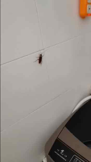 墙上的蟑螂还懵然不知，正在停住发呆。